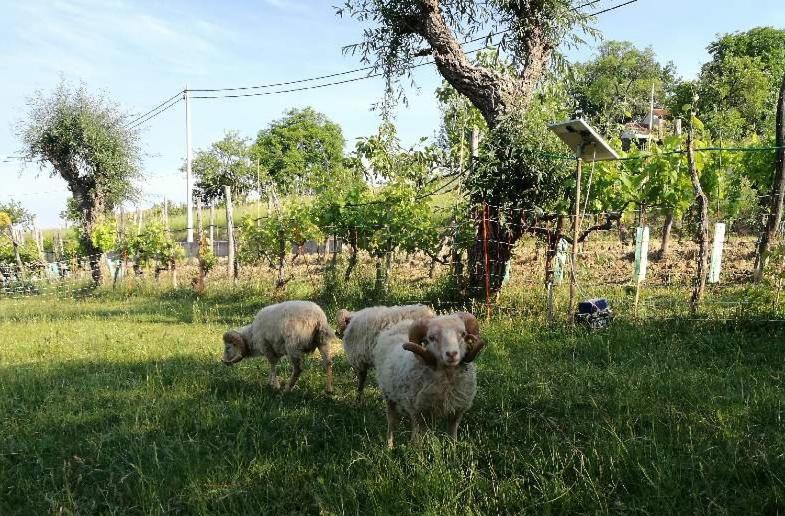 Wine House Rakar Guest House Gracisce Ngoại thất bức ảnh