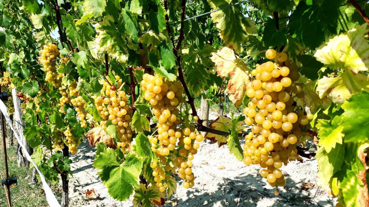 Wine House Rakar Guest House Gracisce Ngoại thất bức ảnh